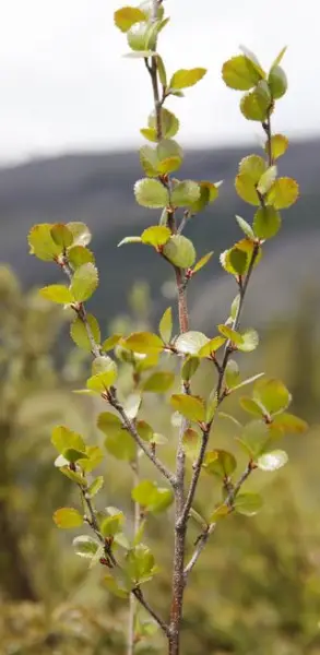 Bouleau des tourbières (Betula pumila)