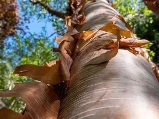 Bouleau à écorce rouge de Chine également connu sous le nom de Betula albosinensis