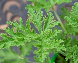 feuilles de citronnelle