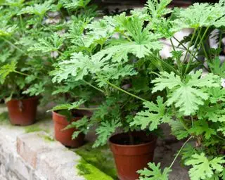 La citronnelle peut-elle réellement repousser les moustiques ? Les entomologistes expliquent