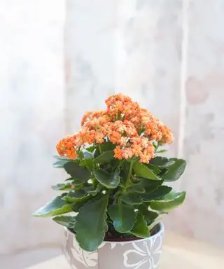 Kalanchoe à fleurs orange en pot