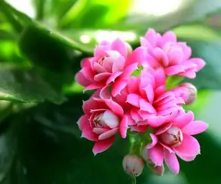 Gros plan de fleurs roses de kalanchoe