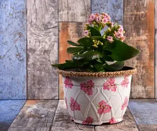 Kalanchoe dans un pot floral rose sur table en bois