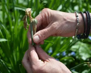 Ręczne usuwanie martwych główek kwiatów żonkili