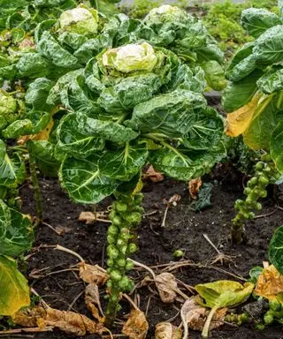 choux de Bruxelles plantes poussant dans un potager