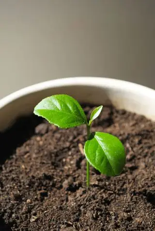 土の中のレモンの苗