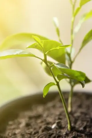 土の中のレモンの苗