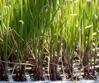 Un vassoio di piantine di cipolla pronte per il trapianto