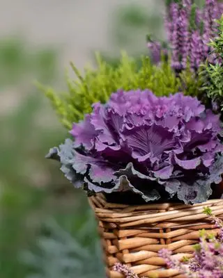 בראסיקה בסל תלוי