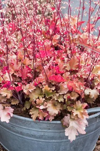 Heuchera