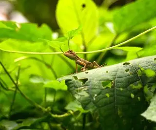 petit lézard sur une feuille verte