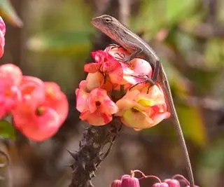 petit lézard sur une fleur rose