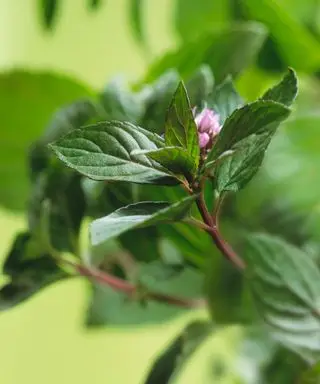 Gros plan d'une fleur sur une plante de menthe poivrée en plein air