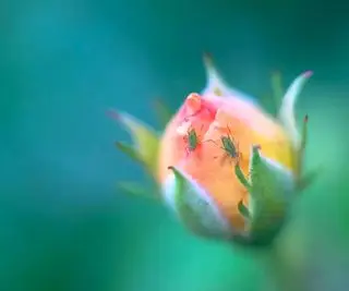 Comment se débarrasser des lézards – des moyens humains de les retirer de votre maison, de votre porche et de votre cour