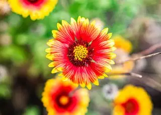 jak uprawiać cynie mark-teachey-unsplash