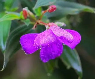 « À quelle fréquence dois-je arroser mon orchidée ? Nos experts en plantes d'intérieur vous donnent la réponse définitive
