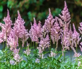 Astilbe chinensis Pumila