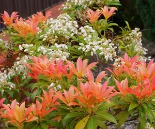 Pieris japonica blüht im Frühlingsgarten