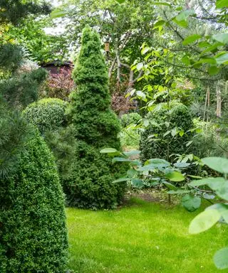 Nadelbäume in einem Garten