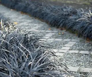 Schwarzes Mondogras, Ophiopogon