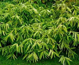 竹のふるい分け