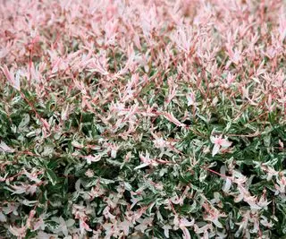 ヤナギインテグラ