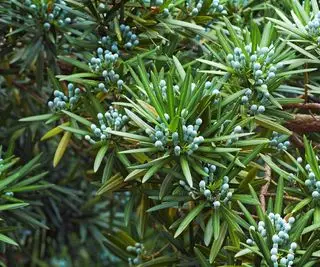 Meilleures haies de cour avant pour l’intimité – 10 choix de feuilles pour protéger votre maison de la rue