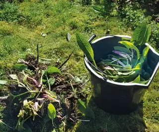 バケツでコンフリー肥料を作る