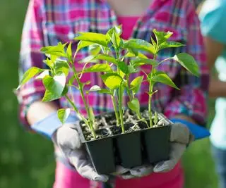 person i rutete skjorte som holder et brett med frøplanter