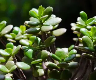 Ako presadiť nefritovú rastlinu – 4 jednoduché kroky pre zdravé izbové rastliny