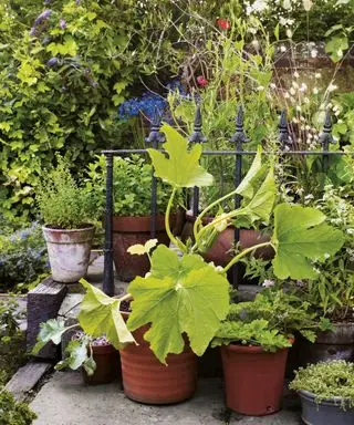 ירקות גינה למטבח בעציצים