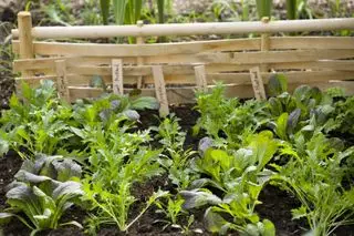 רעיונות לגינה למטבח