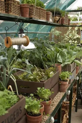 רעיונות לגינה למטבח: 13 דרכים קלות להתחיל