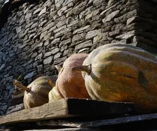 Tykve sušení na vysoké polici