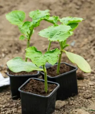 Sazenice tykve rostoucí v jednotlivých květináčích