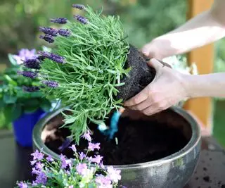 Planter de la lavande en pot