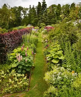 Parterres de fleurs et de plantes. Bordures de lupins, Inula, Campanula et reine des prés.