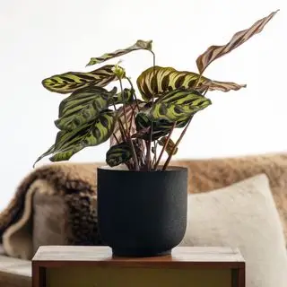 Cómo cuidar una planta de pavo real: consejos para obtener hojas vibrantes y un crecimiento saludable