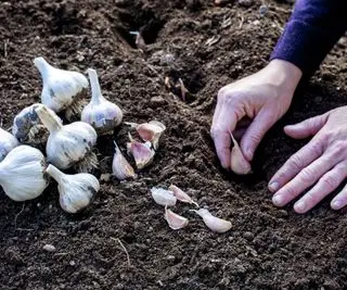 Gousses d'ail plantées à la main dans le sol