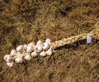 Ail rose Nootka tressé