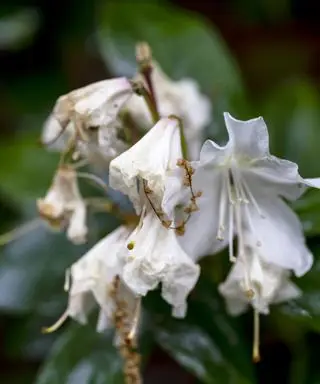 Råtnende azalea-blomster