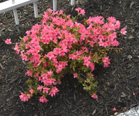 « La vigilance est la clé » : conseils d'experts pour lutter contre les maladies les plus courantes des azalées