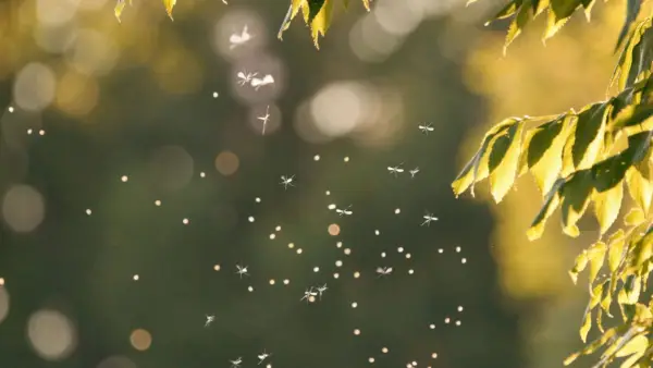 La fumée éloigne-t-elle les moustiques ? Les experts disent oui – mais avec des exceptions