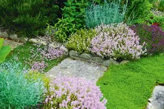 Comment faire pousser du romarin - tracer un chemin