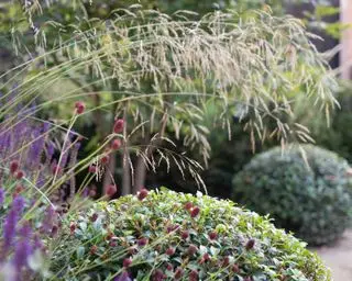 Der Formschnitt von Osmanthus x burkwoodii bietet einen dunklen Hintergrund für eine vergänglichere und farbenfrohere Sommerbepflanzung