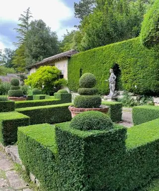 Beschnittener Buchsbaum wurde für die Ränder eines formellen Parterres verwendet, umgeben von Taxus-Hecken in den Gärten von Ilford Manor