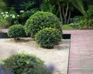 Landschaftsgestaltung mit immergrünen Pflanzen – 9 Möglichkeiten, Ihrem Garten das ganze Jahr über Struktur und Interesse zu verleihen