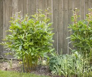Pivoines poussant dans une cage