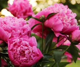 Quand couper les pivoines – pour de plus belles fleurs au printemps prochain