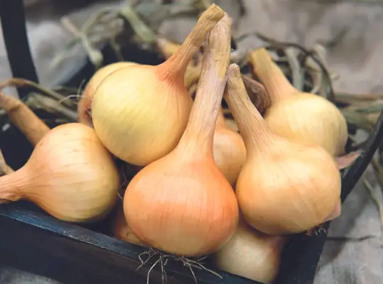 מתי לקצור בצל - כדי להפיק את המרב מהיבול הביתי שלך